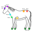 Load image into Gallery viewer, Equine Energetic Body Scan