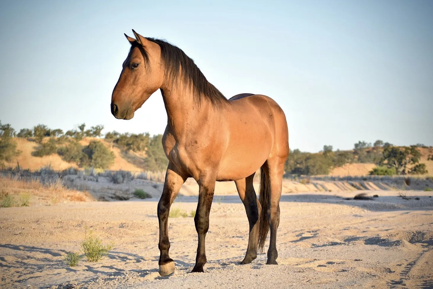 Introducing Mustang Mojave
