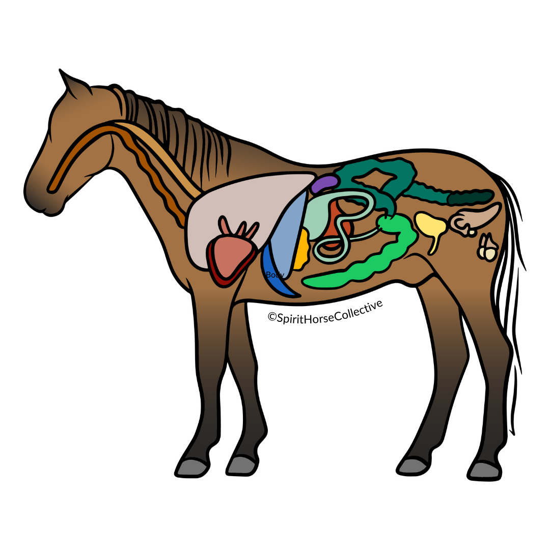 Equine Energetic Body Scan