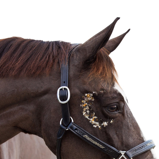 Mirror Wisdom Equine Energy Reading